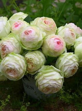 庭院植物盆栽月季幻彩灌木包子