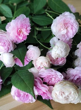 庭院植物微月阳台盆栽多季开花