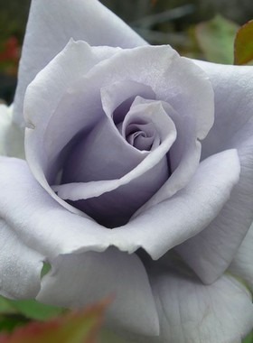 庭院青龙盆栽阳台绿植