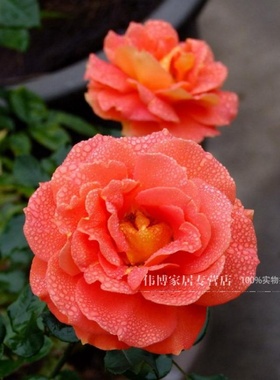 乐队庭院阳台花卉盆栽绿植物