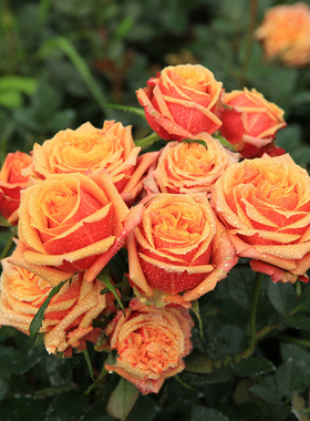 室内月季花苗微型阳台盆栽绿植