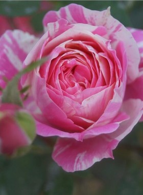 欧月薄荷冻糕条纹丰花月季灌木