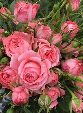 诗人柯德娜绿粉复古微型庭院盆栽