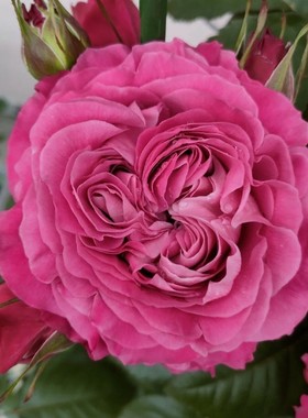 庭院植物四爱一切为了水果