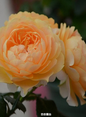 杏色露台庭院盆栽玫瑰