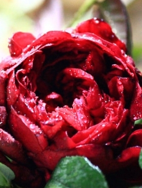 庭院植物欧月胭脂灌木花卉