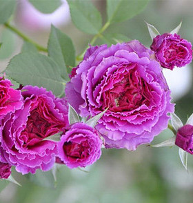 月季庭院植物草药新品大花微木