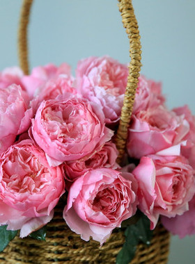 美咲月季盆栽浓香粉红色重瓣玫瑰