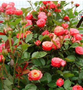 庭院植物浪漫经典微型适合盆栽