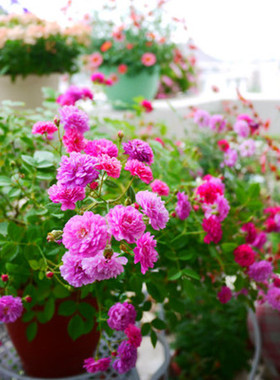 欧月苗甜蜜阳台盆栽丰花多头马车