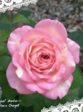 庭院植物粉色条纹阳台盆栽花卉