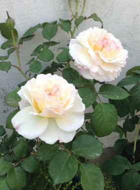 庭院植物 凯拉 欧月奥斯汀切花月季直立抗病多头大花耐开四季扦插