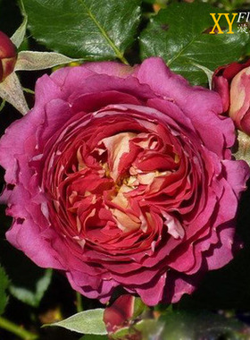 欧月医生大花草莓香味阳台盆栽