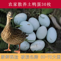 Farmhouse loose ground duck egg fresh green white shell Duck Egg Duck Egg Riverside Five Valleys Fed 30