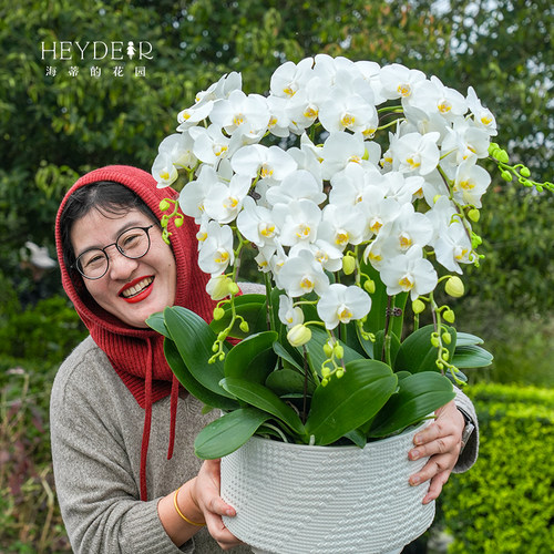 海蒂的花园蝴蝶兰盆栽带花苞宝贝兰花秋花苗冬室内年宵开花植物 - 图3