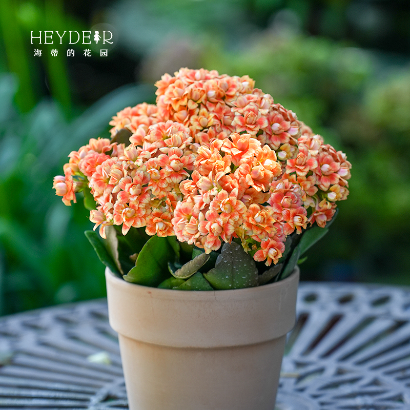 海蒂的花园长寿花盆栽重瓣大花花苗带花苞金狐狸花卉植物室内开花 - 图3
