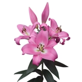 Садовая лилия Хайди, импортированная двор Трионфе, растения и горшечные растения