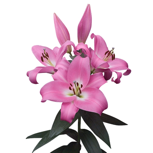 Садовая лилия Хайди, импортированная двор Трионфе, растения и горшечные растения