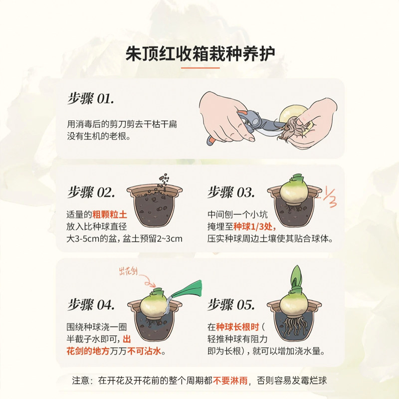 海蒂的花园朱顶红种球阿弗雷进口重瓣鬼魅新年快乐开花球根海妈,淘宝优惠券,粉丝福利购,淘宝优惠卷