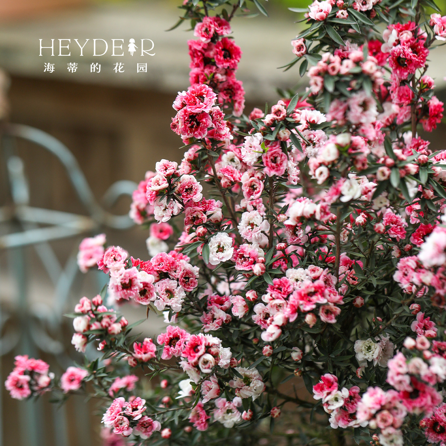 海蒂的花园松红梅冬季开花灌木全年常绿做绿篱花量大花卉盆栽植物,淘宝优惠券,粉丝福利购,淘宝优惠卷