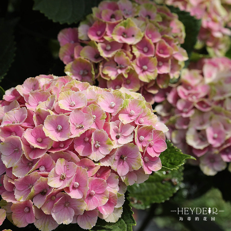 海蒂的花园  魔幻紫水晶大花绣球可调色室外阳台庭院盆栽花卉植物,淘宝优惠券,粉丝福利购,淘宝优惠卷