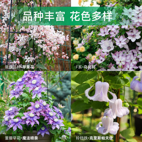 海蒂的花园铁线莲盆栽苗乌托邦倒影银币铃铛爬藤栅栏阳台花卉海妈 - 图2