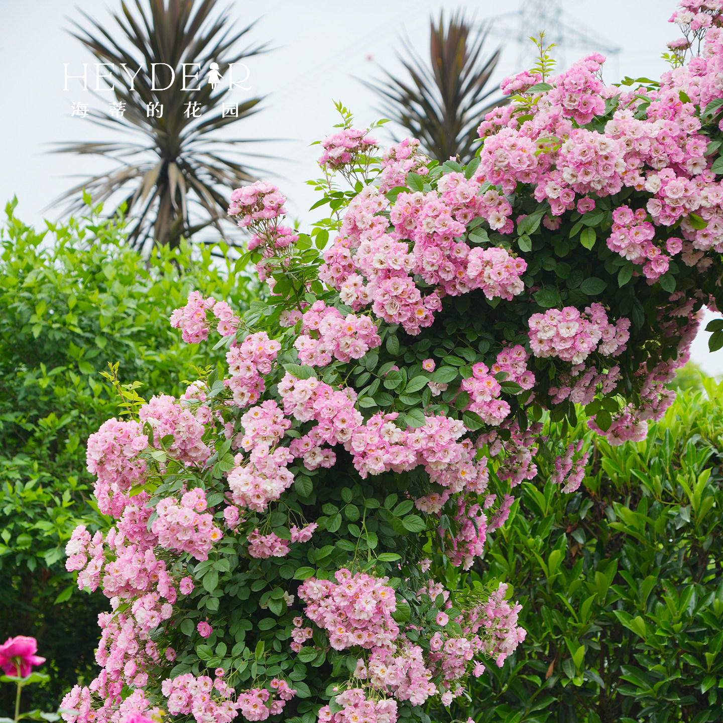 海蒂的花园 苹果花爬藤月季藤本春季花量大庭院露台花卉盆栽花苗,淘宝优惠券,粉丝福利购,淘宝优惠卷
