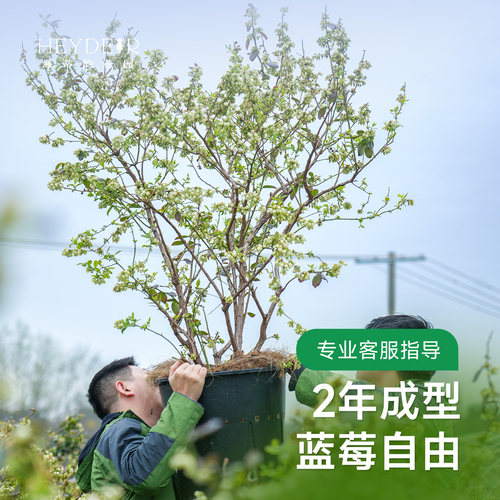 海蒂的花园蓝莓树果苗盆栽南方北方带阳台庭院地栽果蔬苗海妈家 - 图0