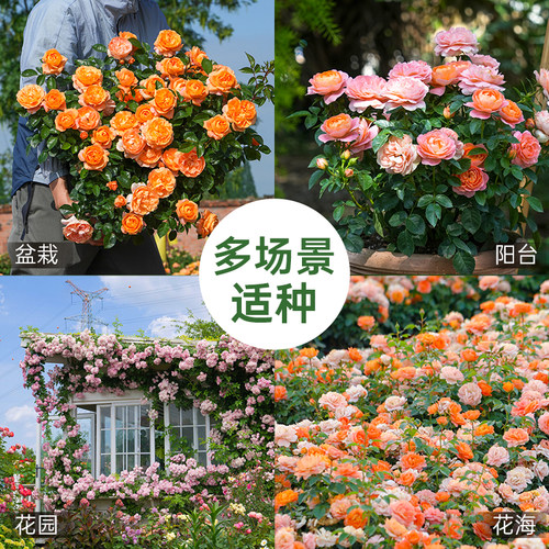 海蒂的花园月季花苗盆栽小苗爬藤玫瑰果汁阳台多季开花地栽花苗 - 图1