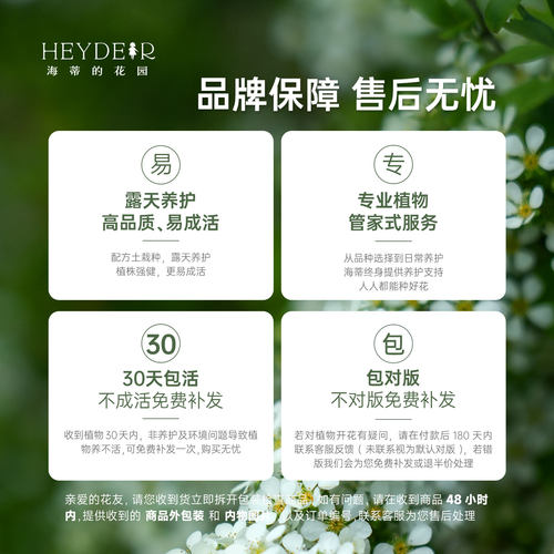 海蒂的花园雪柳盆栽喷雪花金叶粉花白花多年生花灌木耐寒花卉植物 - 图3