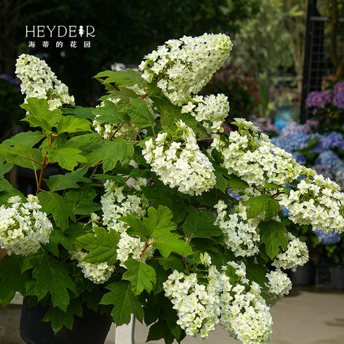海蒂的花园栎叶绣球花苗和声雪花庭院露台耐寒植物花卉盆栽海妈家 - 图1