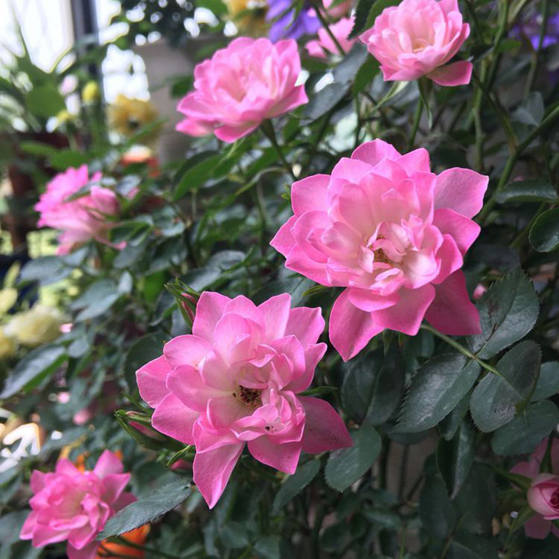 海蒂的花园 天荷/繁星微型月季花期长丰花多头阳台花卉植物盆栽苗,淘宝优惠券,粉丝福利购,淘宝优惠卷