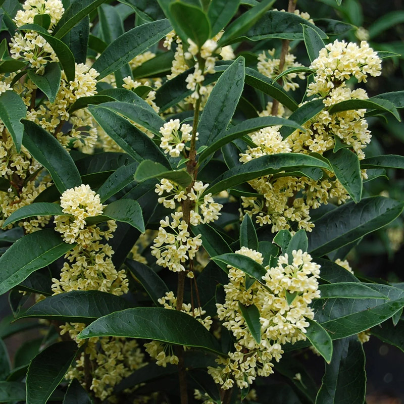 海蒂的花园桂花盆栽腊梅树苗四季桂浓香四季常绿阳台庭院花卉盆栽-图0