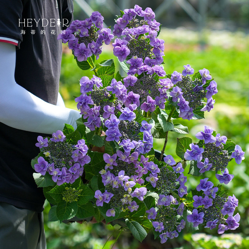 海蒂的花园绣球花苗妖精之瞳大花重瓣可调蓝阳台庭院植物花卉盆栽,淘宝优惠券,粉丝福利购,淘宝优惠卷