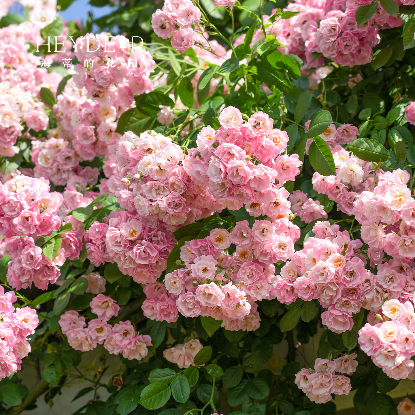 海蒂的花园 苹果花爬藤月季藤本春季花量大庭院露台花卉盆栽花苗,淘宝优惠券,粉丝福利购,淘宝优惠卷