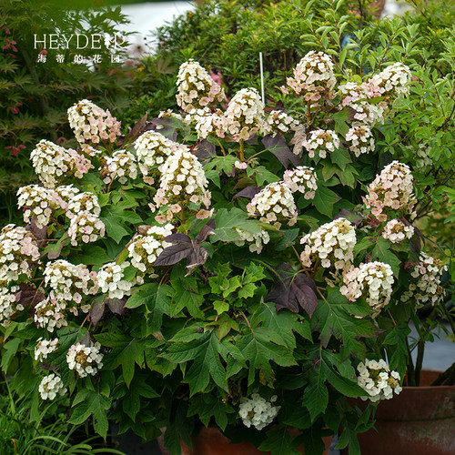 海蒂的花园栎叶绣球花苗和声雪花庭院露台耐寒植物花卉盆栽海妈家 - 图3