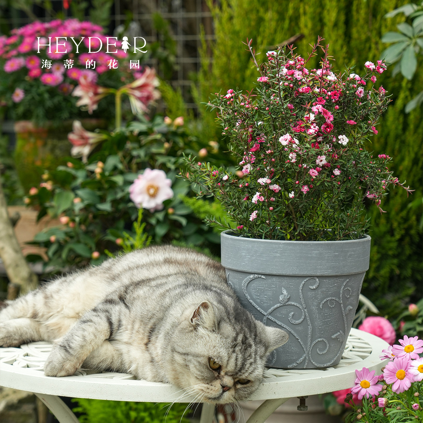 海蒂的花园松红梅冬季开花灌木全年常绿做绿篱花量大花卉盆栽植物,淘宝优惠券,粉丝福利购,淘宝优惠卷