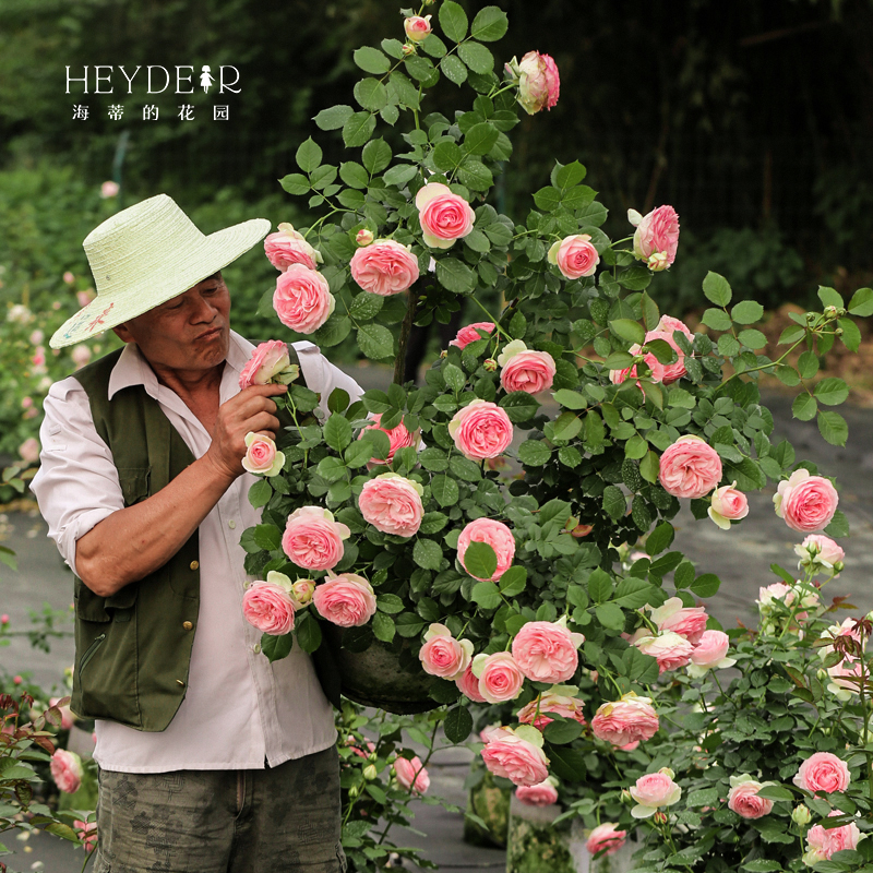 海蒂的花园月季粉色龙沙宝石花苗爬藤庭院植物藤本花卉园艺盆栽-图3