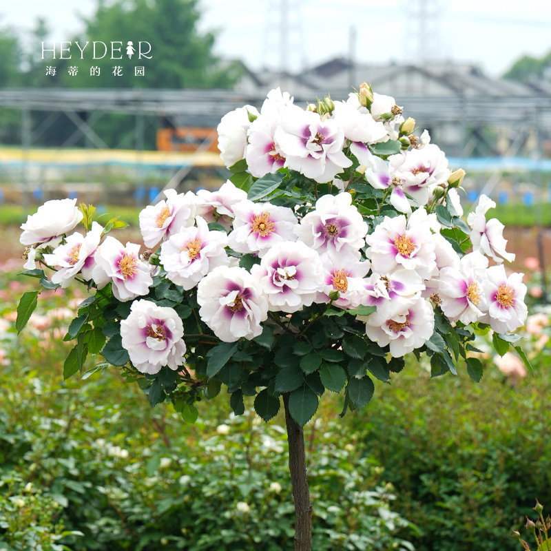 海蒂的花园  你的眼睛大花微月露台盆栽花卉欧月玫瑰多季开花植物,淘宝优惠券,粉丝福利购,淘宝优惠卷