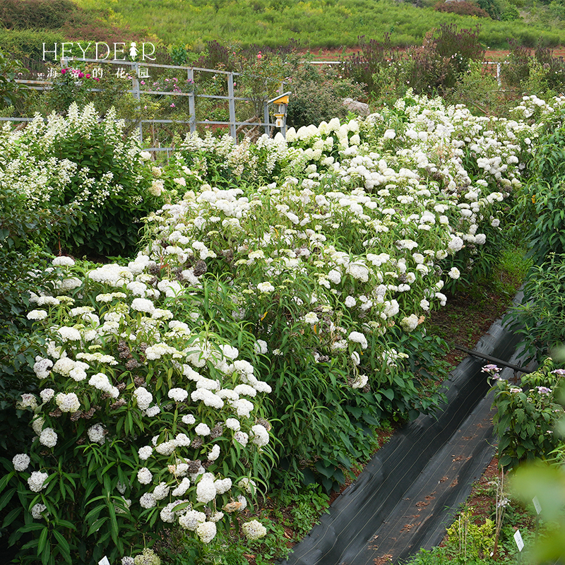 海蒂的花园 绣球金山新品乔灌木绣球庭院露台木本花卉植物花期长 - 图2