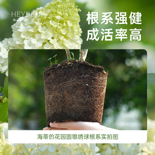 海蒂的花园圆锥绣球香草草莓石灰灯北方耐寒耐旱植物花卉盆栽海妈 - 图0