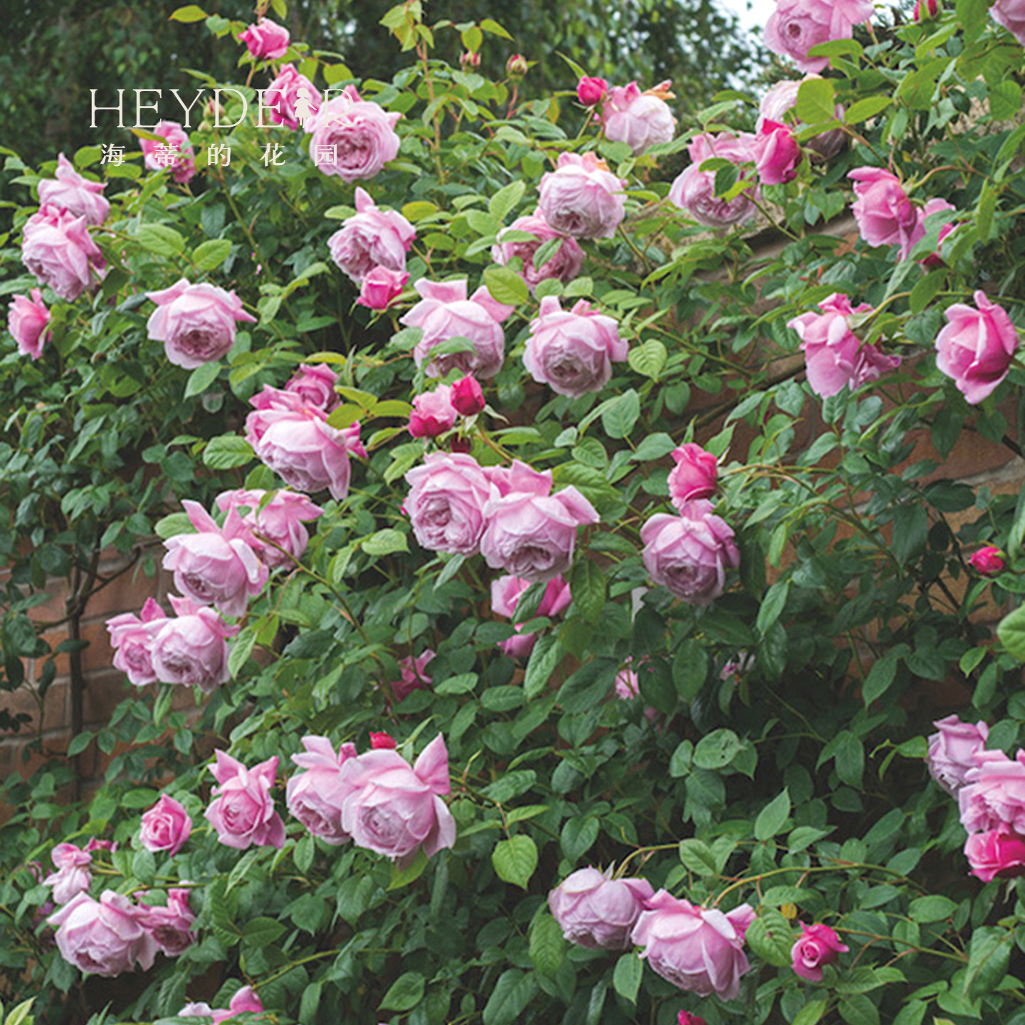 海蒂的花园自由精神奥斯汀月季爬拱门浓香包子长势强健花卉盆栽苗,淘宝优惠券,粉丝福利购,淘宝优惠卷