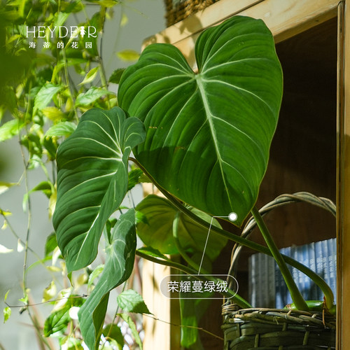 海蒂的花园蔓绿绒印第安羽毛喜林芋室内观叶植物客厅书房绿植盆栽 - 图1
