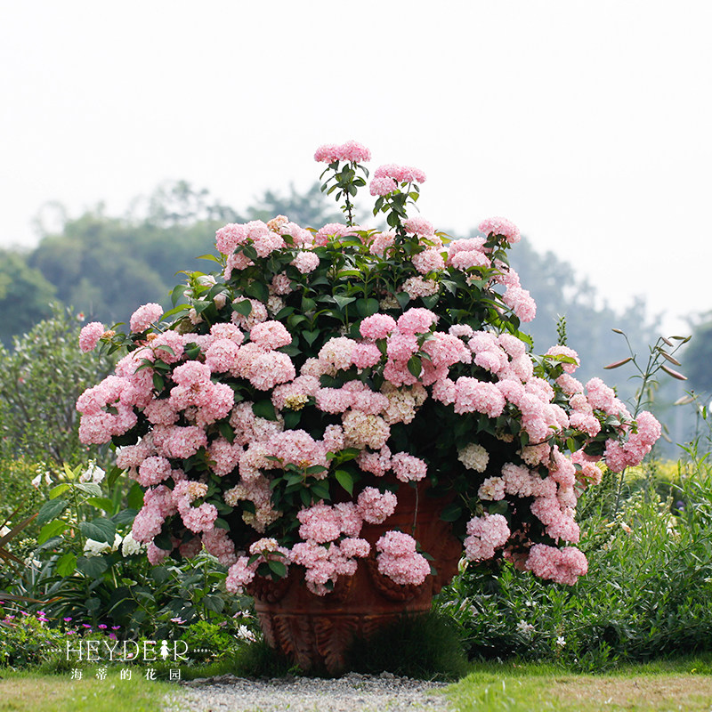 海蒂的花园绣球花苗塞布丽娜大花绣球花量大阳台庭院花卉植物盆栽,淘宝优惠券,粉丝福利购,淘宝优惠卷