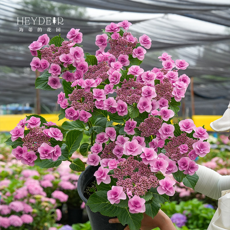 海蒂的花园绣球花苗妖精之瞳大花重瓣可调蓝阳台庭院植物花卉盆栽,淘宝优惠券,粉丝福利购,淘宝优惠卷
