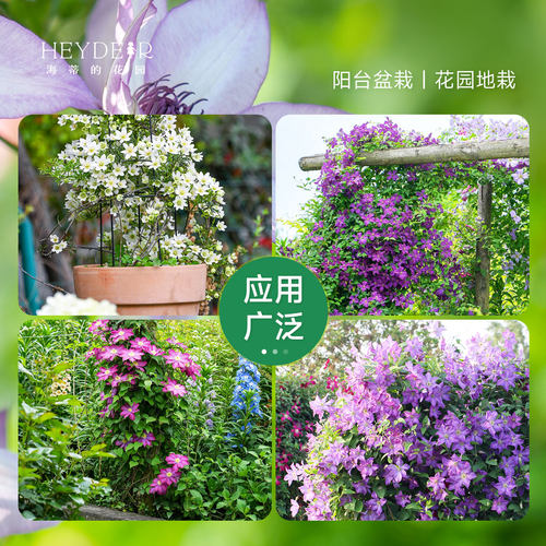 海蒂的花园铁线莲盆栽苗乌托邦倒影银币铃铛爬藤栅栏阳台花卉海妈 - 图3