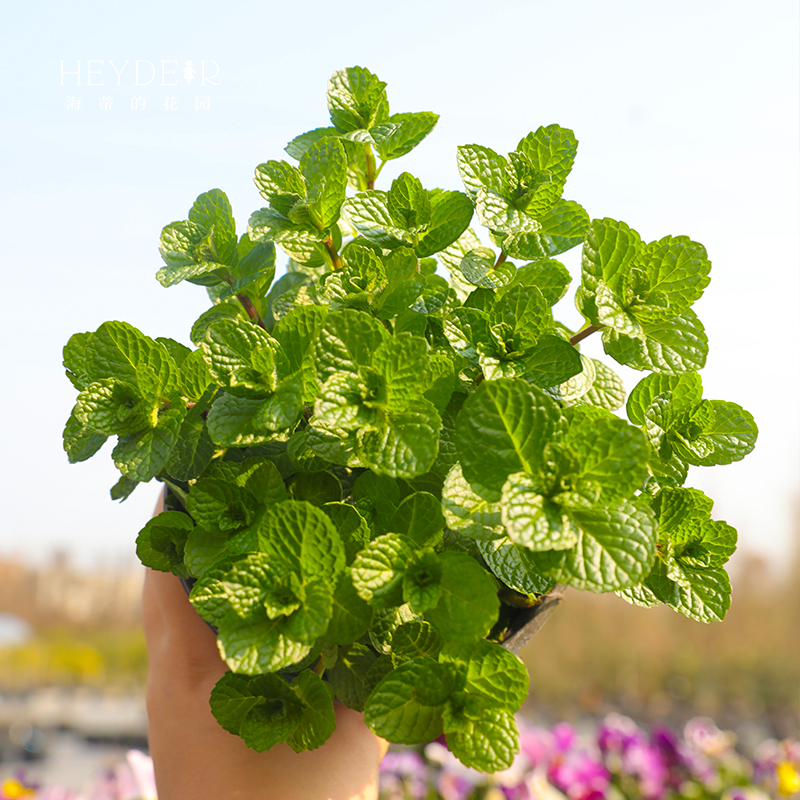 海蒂的花园迷迭香薄荷盆栽可食用香草香料花卉室内植物花阳台花苗