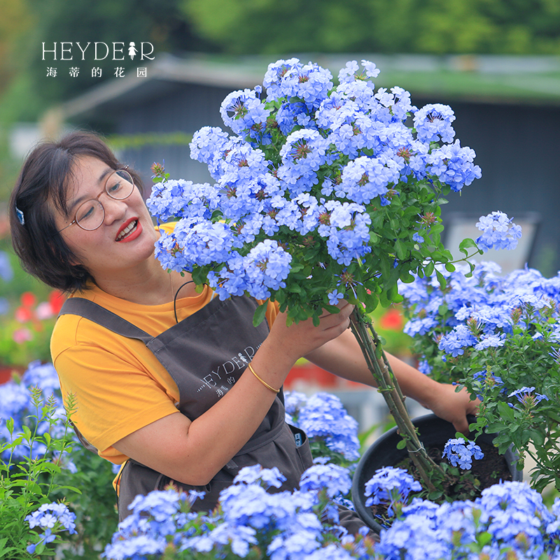 海蒂的花园蓝雪花耐热阳台可爬藤四季好养易活盆栽花卉植物室内花-图0