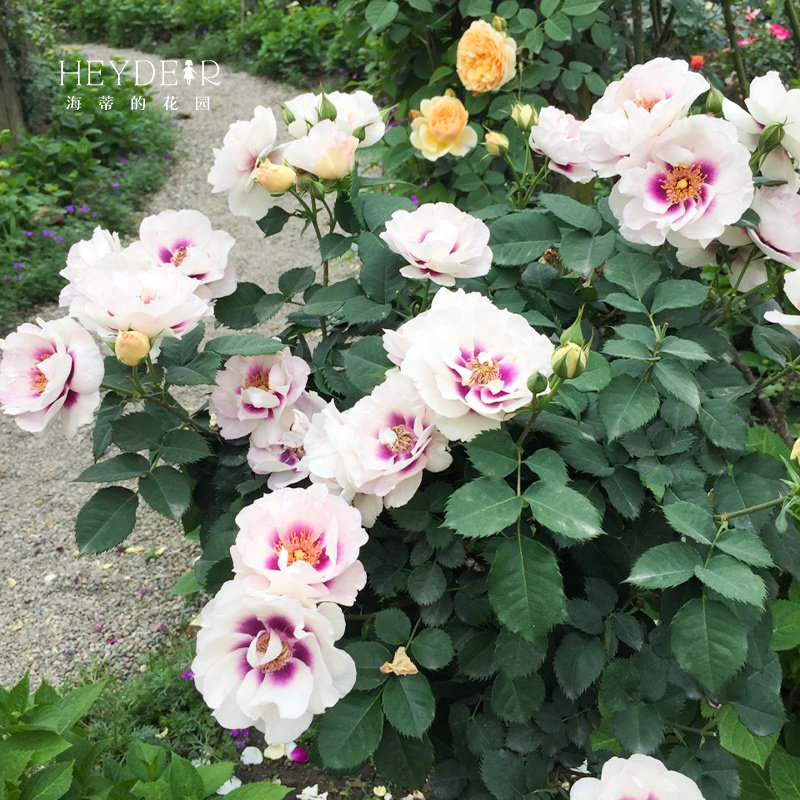 海蒂的花园  你的眼睛大花微月露台盆栽花卉欧月玫瑰多季开花植物,淘宝优惠券,粉丝福利购,淘宝优惠卷