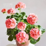 Hyett's Garden Geranium Plant Balcony Four Seasons